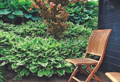 krasavica-hosta