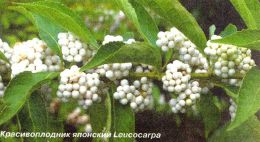 krasivoplodnik-ili-kallikarpa