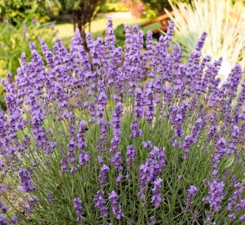 lavanda-aromat-garmonii