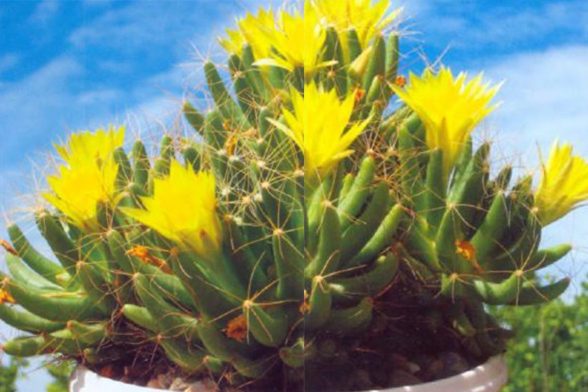 M.longimamma