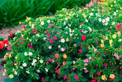 mirabilis-nochnaya-krasavica