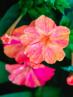 mirabilis-nochnaya-krasavica