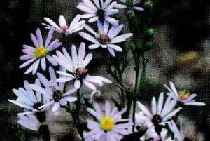 osennie-cvety