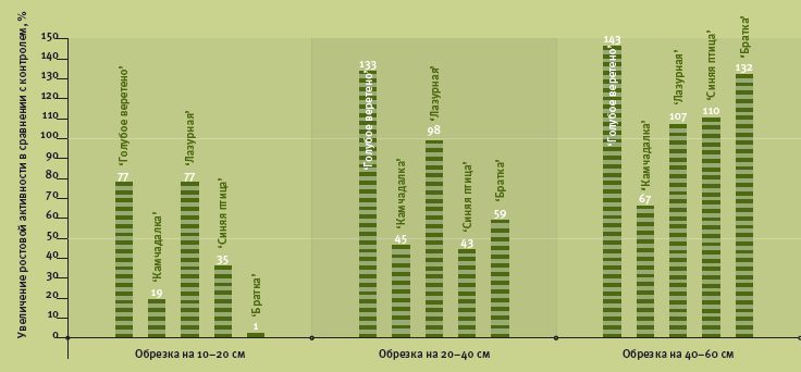 Влияние вариантов омолаживающей обрезки на увеличение ростовой активности сортов жимолости