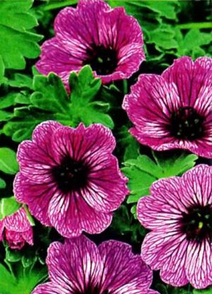 pelargoniya