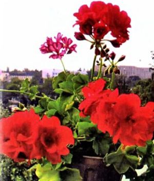 pelargoniya