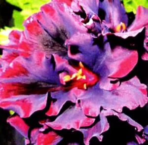 pelargoniya