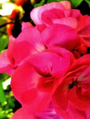 pelargoniya