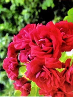 pelargoniya