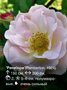Penelope Penelope