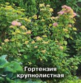 Гортензия крупнолистная