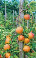 podpory-chataly-pod-plodovye-derevya
