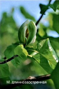 Магнолия длиннозаостренная (М. acuminata)