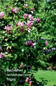 Магнолия лилиецветная (М. liliflora)