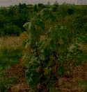 raboty-v-sadu-i-ogorode-rannej-vesnoj