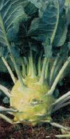 raboty-v-sadu-v-iule