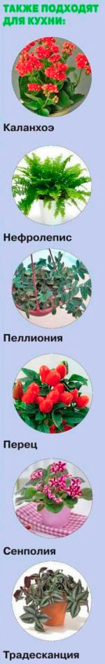 rasteniya-dlya-kuhni