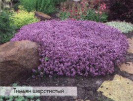 Тимьян шерстистый