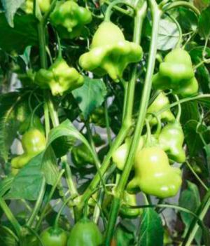 sekrety-dlya-tomatov