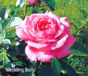 Wedding Bells