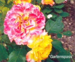 Gartenspass