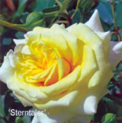 Sterntaler