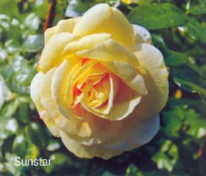 Sunstar
