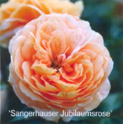 Sangerhauser Jubilaumsrose