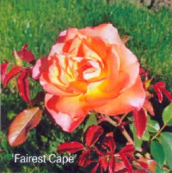 Fairest Cape