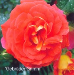 Gebruder Grimm