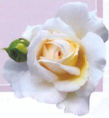 Lions Rose