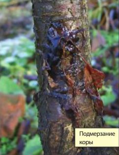 Подмерзание коры