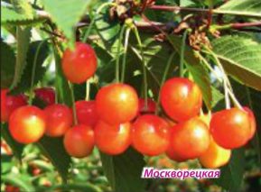 Москворецкая