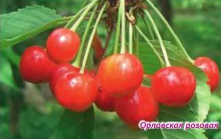 Орловская розовая