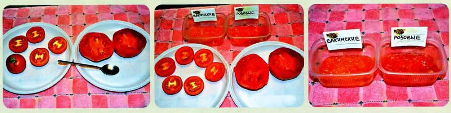 sobiraem-semena-tomatov
