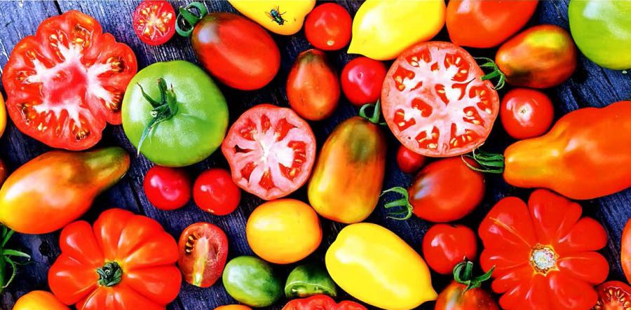 sobiraem-semena-tomatov