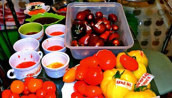 sobiraem-semena-tomatov
