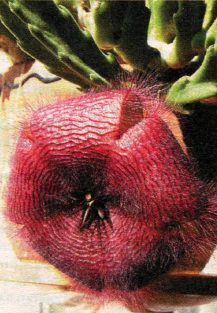 stapeliya-i-guerniya