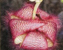 stapeliya-i-guerniya
