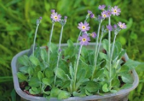 Распикированные сеянцы примулы