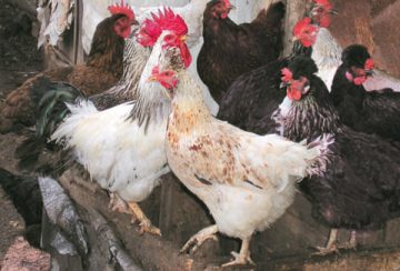 Куры в хозяйстве самые разнообразные: и обычные, и хохлатые...