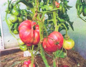 tomaty-sorta-sprut