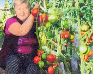 tomaty-sorta-sprut