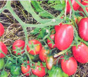 tomaty-sorta-sprut