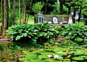 velikolepnaya-hosta