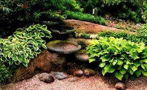 velikolepnaya-hosta