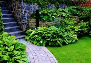 velikolepnaya-hosta