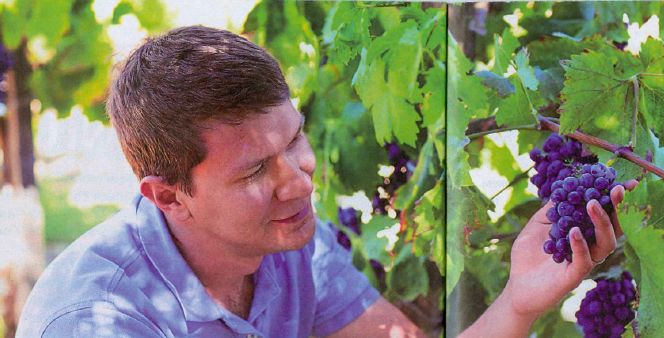 vinograd-v-iule