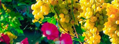 vinograd-v-nashih-shirotah