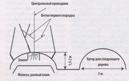 yabloni-na-hlame
